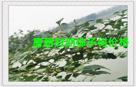 唐朝时期柿子树价格