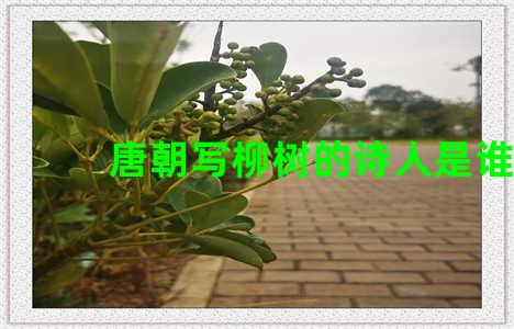 唐朝写柳树的诗人是谁