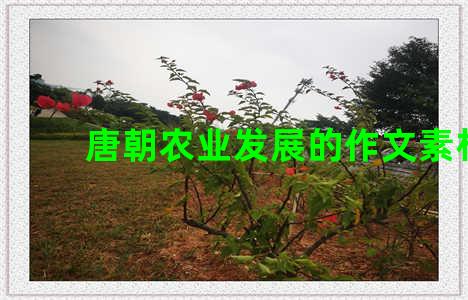 唐朝农业发展的作文素材