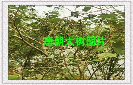 唐朝大树图片